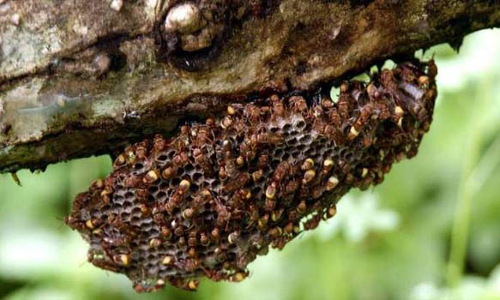 കടന്നൽക്കുത്തേറ്റ് അവശനായ തൊഴിലാളിയെ അഗ്​നിശമനസേന രക്ഷിച്ചു