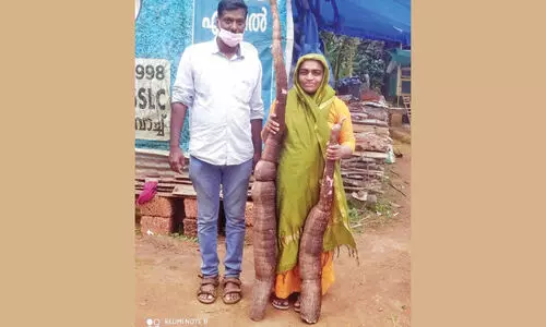 കൗതുകമുയർത്തി ഭീമൻ കപ്പ കൗതുകമുയർത്തി ഭീമൻ കപ്പ