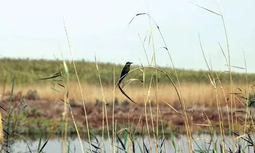 36 തരം ജീവികൾ കുറഞ്ഞുവരുന്നതായി കുവൈത്ത്​ പരിസ്ഥിതി അതോറിറ്റി