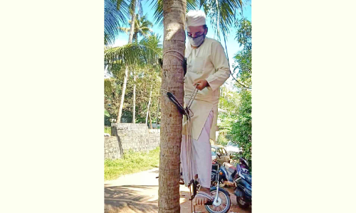 തെങ്ങുകയറ്റത്തിലും മാതൃകയായി റഫീഖ് മൗലവി