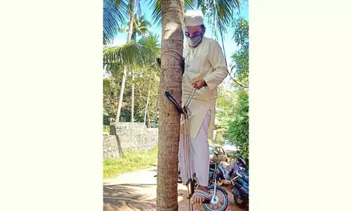 തെങ്ങുകയറ്റത്തിലും മാതൃകയായി റഫീഖ് മൗലവി