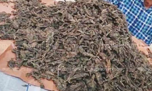 കഞ്ചാവ്​ കച്ചവടക്കാരുടെ താവളമായി മയ്യനാട്; പി​ടി​യി​ലാ​വു​ന്ന​ത്​ ചെ​റു​കി​ട ക​ച്ച​വ​ട​ക്കാ​ർ മാ​ത്രം