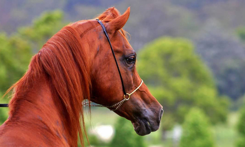 അ​റേ​ബ്യ​ന്‍ കു​തി​ര​സൗ​ന്ദ​ര്യ മ​ത്സ​ര​ത്തി​ന് ഇന്ന്​ തു​ട​ക്കം