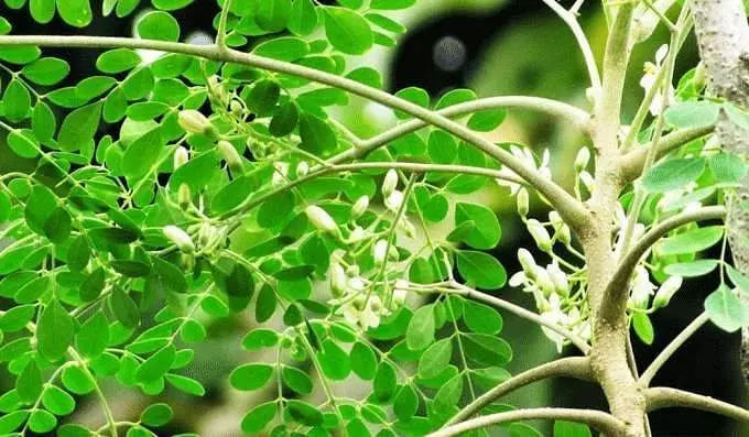 പശുക്കളുടെ പാൽ ഉത്പാദനം കൂട്ടാൻ മുരിങ്ങയില