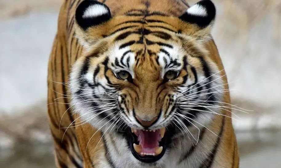 വയനാട്ടിലെ കടുവാശല്യം; വനം വകുപ്പിന്റെ നടപടികളോട് ജനങ്ങള് സഹകരിക്കണം -മന്ത്രി എ.കെ ശശീന്ദ്രൻ വയനാട്ടിലെ കടുവാശല്യം; വനം വകുപ്പിന്റെ നടപടികളോട് ജനങ്ങള് സഹകരിക്കണം -മന്ത്രി എ.കെ ശശീന്ദ്രൻ