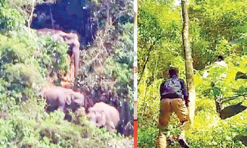 പക്രന്തളത്ത് കാട്ടാനക്കൂട്ടമിറങ്ങി; വ​ന​പാ​ല​ക​ർ കാ​ട്ടി​ലേ​ക്ക് തി​രി​ച്ചു​വി​ട്ടു