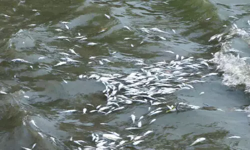 പച്ച നിറത്തിനു പിന്നാലെ കടലിൽ മീനുകൾ ചത്തുപൊങ്ങി