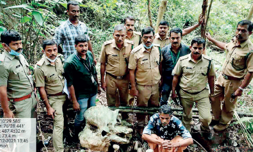 ആനപ്പല്ല് വിൽക്കാൻ ശ്രമിക്കുന്നതിനിടെ പിടിയിൽ
