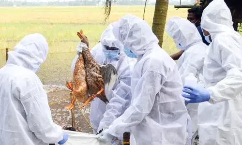 പക്ഷിപ്പനി: 15,655 താറാവുക​െള കൊന്നു; 23,023 എ​ണ്ണത്തിനെകൂടി കൊല്ലും