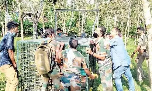 പ​തി​നെ​ട്ട​ട​വും പ​യ​റ്റി​യി​ട്ടും 18 ദി​വ​സം ക​ഴി​ഞ്ഞി​ട്ടും ക​ടു​വ എ​വി​ടെ​?