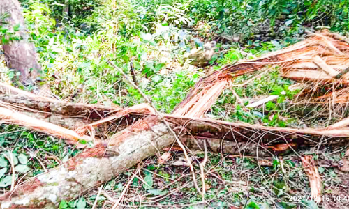 കിഴക്കൻ മേഖലയിൽ കാട്ടാന ശല്യം രൂക്ഷം