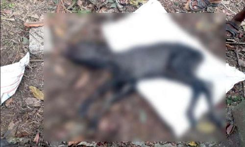 കുളത്തൂപ്പുഴയിൽ മൃഗ ഡോക്ടറില്ല; ചികിത്സ ലഭിക്കാതെ വളർത്തുമൃഗങ്ങൾ