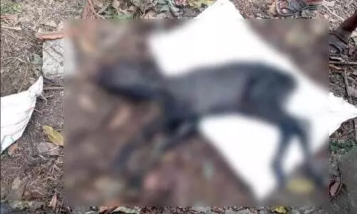 കുളത്തൂപ്പുഴയിൽ മൃഗ ഡോക്ടറില്ല; ചികിത്സ ലഭിക്കാതെ വളർത്തുമൃഗങ്ങൾ