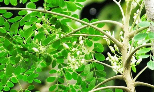 പശുക്കളുടെ പാൽ ഉത്പാദനം കൂട്ടാൻ മുരിങ്ങയില