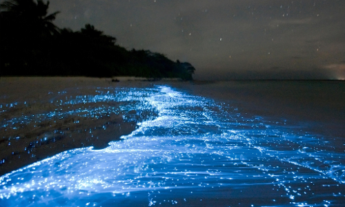 bioluminescence