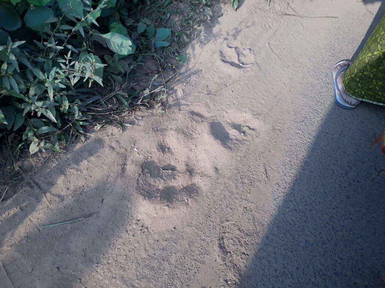 പിടിതരാതെ കടുവ; കുറക്കൻമൂലയിൽ കാൽപ്പാടുകൾ