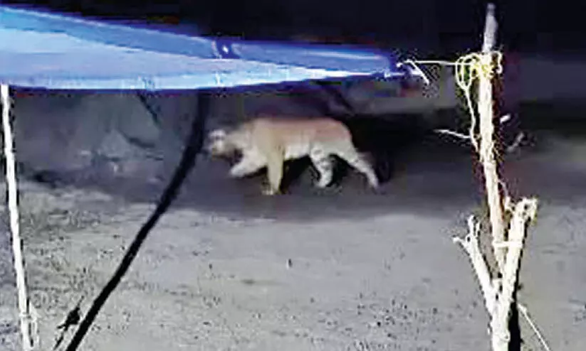 kurukkan moola tiger