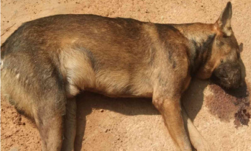 കായണ്ണയിൽ തെരുവ് നായ്​ക്കളെ വി​ഷം കൊ​ടു​ത്ത് കൊന്നൊടുക്കുന്നു