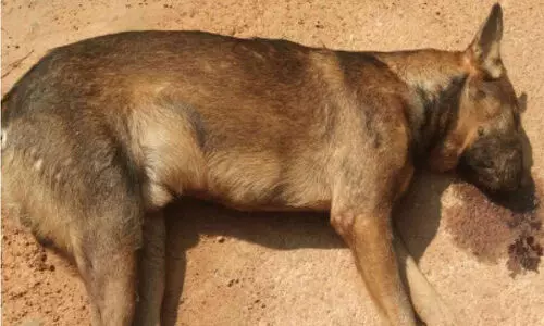 കായണ്ണയിൽ തെരുവ് നായ്​ക്കളെ വി​ഷം കൊ​ടു​ത്ത് കൊന്നൊടുക്കുന്നു