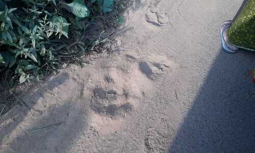 പിടിതരാതെ കടുവ; കുറക്കൻമൂലയിൽ കാൽപ്പാടുകൾ