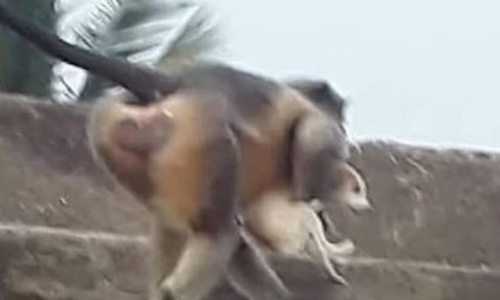 monkeys throw 250 dogs to their deaths after baby monkey killed