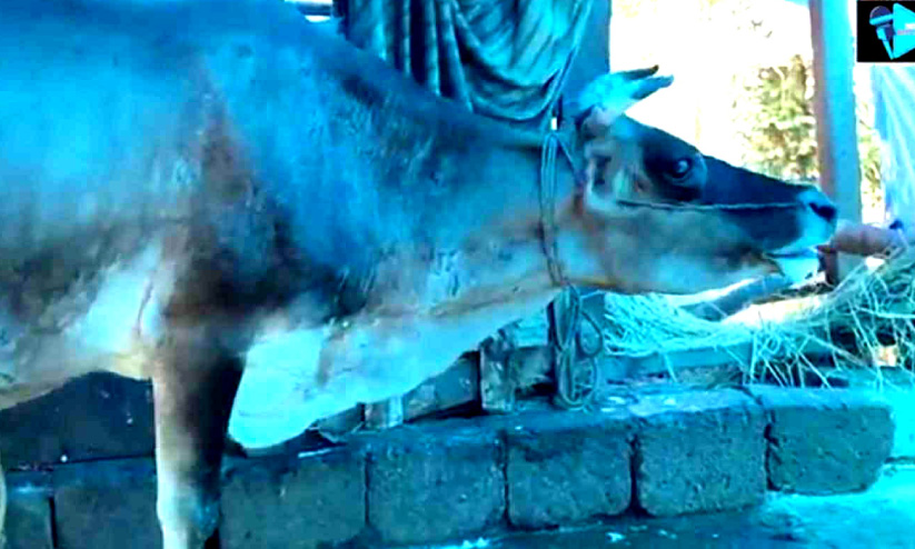 കരണ്ടോട് പശുക്കൾക്ക് അജ്ഞാത രോഗം കരണ്ടോട് പശുക്കൾക്ക് അജ്ഞാത രോഗം