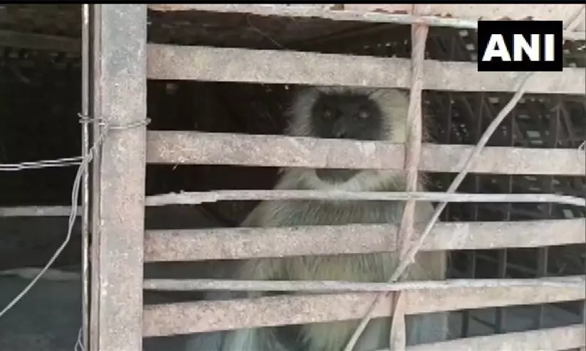 250 നായ്​കുട്ടികളെ എറിഞ്ഞുകൊന്ന്​ പ്രതികാരം ചെയ്​ത കുരങ്ങൻമാർ പിടിയിൽ