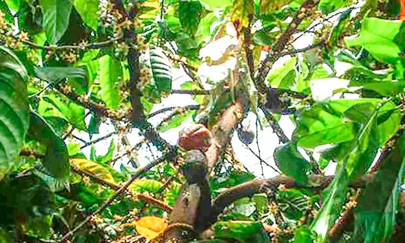 വാങ്ങാന് ആളില്ല; കൊക്കോ കര്ഷകര് പ്രതിസന്ധിയില് വാങ്ങാന് ആളില്ല; കൊക്കോ കര്ഷകര് പ്രതിസന്ധിയില്