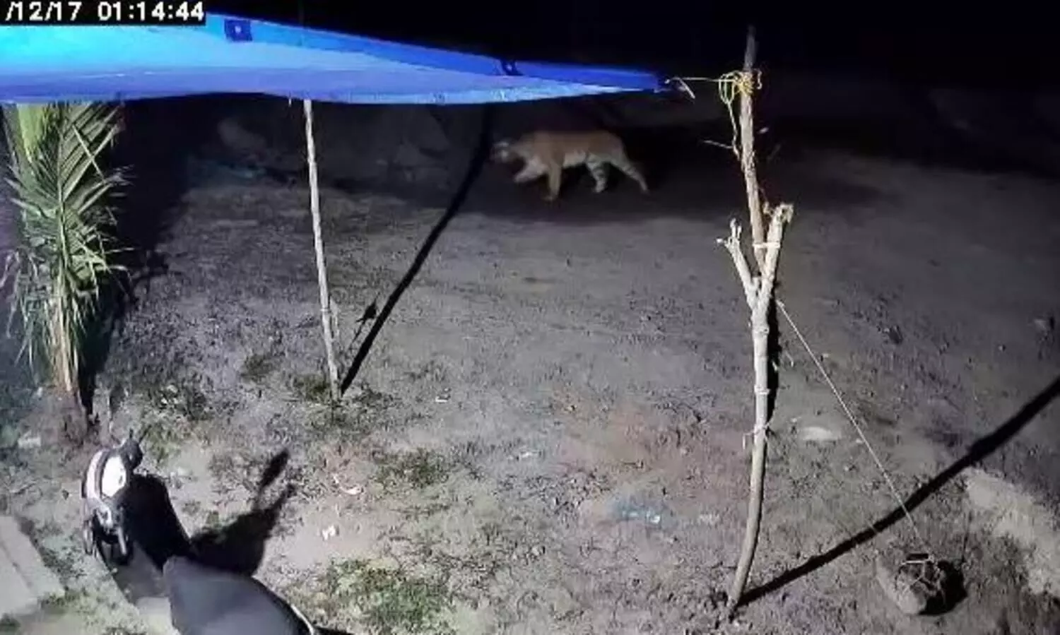 വട്ടംകറക്കി കടുവ; വട്ടം കറങ്ങി വനം വകുപ്പ്