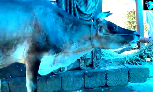 കരണ്ടോട് പശുക്കൾക്ക് അജ്ഞാത രോഗം