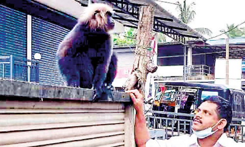 നാട്ടിൽ തിരിച്ചെത്തിയ കരിങ്കുരങ്ങ് വീണ്ടും കൂട്ടിൽ