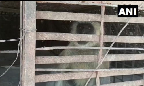 250 നായ്​കുട്ടികളെ എറിഞ്ഞുകൊന്ന്​ പ്രതികാരം ചെയ്​ത കുരങ്ങൻമാർ പിടിയിൽ