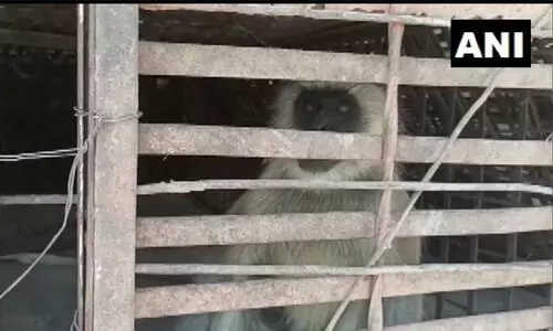 250 നായ്​കുട്ടികളെ എറിഞ്ഞുകൊന്ന്​ പ്രതികാരം ചെയ്​ത കുരങ്ങൻമാർ പിടിയിൽ