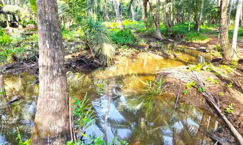 മുണ്ടേമ്മാട് ദ്വീപിൽ ഉപ്പുവെള്ളം; കുടിവെള്ളം മുട്ടി വീടൊഴിയേണ്ട അവസ്ഥ