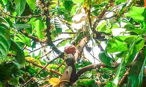 വാങ്ങാന്‍ ആളില്ല; കൊക്കോ കര്‍ഷകര്‍ പ്രതിസന്ധിയില്‍