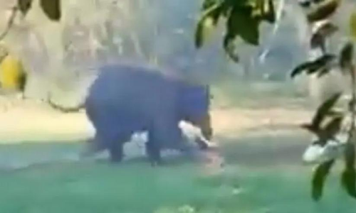 Man chased and attacked by elephant in Assam