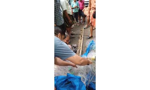 മത്സ്യത്തൊഴിലാളിയുടെ വലയിൽ കുടുങ്ങിയത് മലമ്പാമ്പ്; നഷ്ടം 50,000 രൂപ