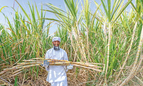 ഉ​ൽ​​പാ​ദ​ന ചെ​ല​വ് വ​ർ​ധി​ക്കു​ന്നു; കാ​ർ​ഷി​ക മേ​ഖ​ല​ക്ക്​   തി​രി​ച്ച​ടി