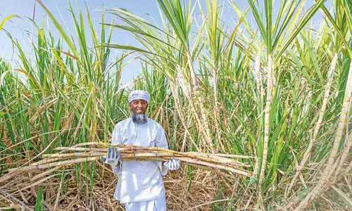 ഉ​ൽ​​പാ​ദ​ന ചെ​ല​വ് വ​ർ​ധി​ക്കു​ന്നു; കാ​ർ​ഷി​ക മേ​ഖ​ല​ക്ക്​   തി​രി​ച്ച​ടി