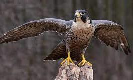 നമ്പിയാംകുന്നിൽ പരുന്തിെൻറ പരാക്രമം നമ്പിയാംകുന്നിൽ പരുന്തിെൻറ പരാക്രമം