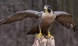 നമ്പിയാംകുന്നിൽ പരുന്തിെൻറ പരാക്രമം നമ്പിയാംകുന്നിൽ പരുന്തിെൻറ പരാക്രമം