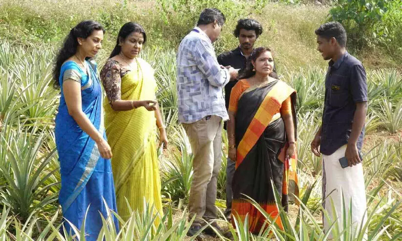 ഡി.ബി കോളജിലെ പൈനാപ്​ൾ കൃഷിയിൽ നൂറുമേനി വിളവ്