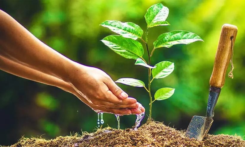 മ​ര​ങ്ങ​ൾ ന​ടീ​ൽ; മൂ​ന്ന് ന​ഴ്‌​സ​റി​ക​ൾ സ്ഥാ​പി​ക്കും