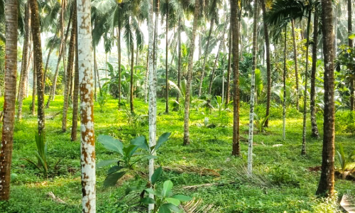 കരിന്തളം പവർസ്​റ്റേഷൻ വൈദ്യുതി ലൈൻ വലിക്കുന്നതിനെതിരെ നാട്ടുകാർ