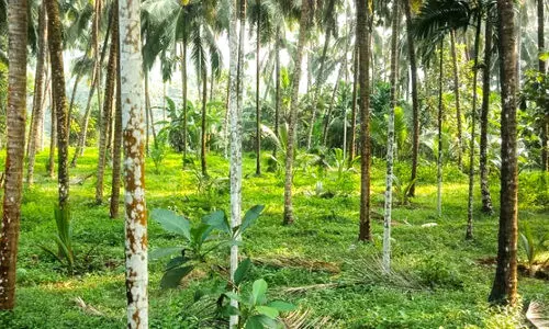 കരിന്തളം പവർസ്​റ്റേഷൻ വൈദ്യുതി ലൈൻ വലിക്കുന്നതിനെതിരെ നാട്ടുകാർ