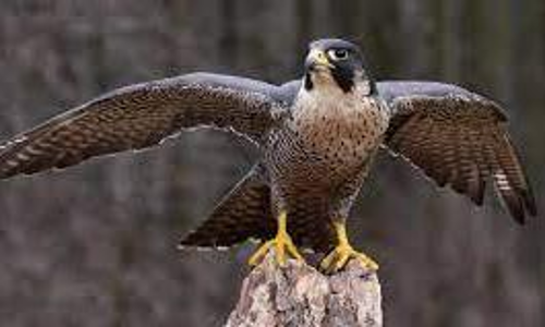 ന​മ്പി​യാം​കു​ന്നി​ൽ പ​രു​ന്തി​െൻറ പ​രാ​ക്ര​മം