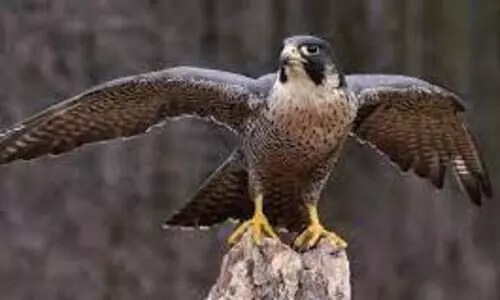 ന​മ്പി​യാം​കു​ന്നി​ൽ പ​രു​ന്തി​െൻറ പ​രാ​ക്ര​മം