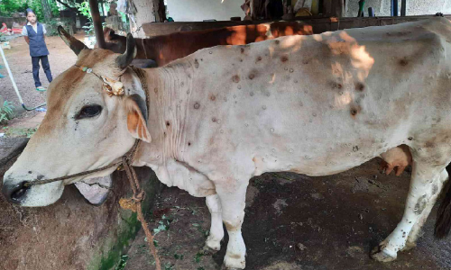 ക്ഷീരകര്‍ഷകരെ ആശങ്കയിലാക്കി ചര്‍മമുഴ രോഗം