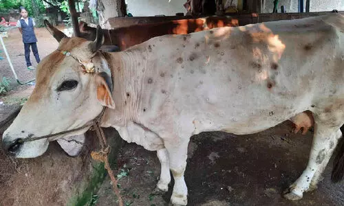 ക്ഷീരകര്‍ഷകരെ ആശങ്കയിലാക്കി ചര്‍മമുഴ രോഗം