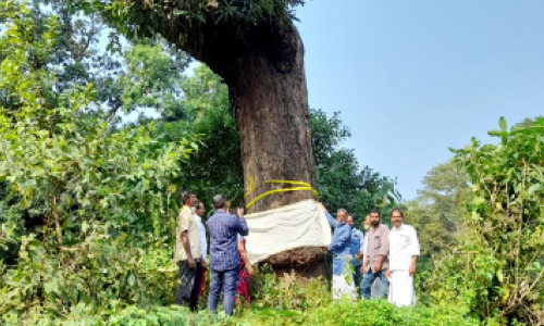 ചന്ദ്രശേഖരൻ മാവി​െൻറ സംരക്ഷണത്തിന് കൂട്ടായ്മ